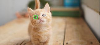 Autofokus mit Augenerkennung in Echtzeit für Tiere
