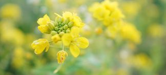 Atemberaubende Nahaufnahmen mit Bokeh