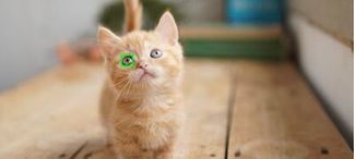 Autofokus mit Augenerkennung in Echtzeit für Tiere