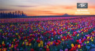 Atemberaubende Farben und Bilddetails