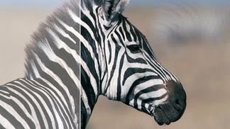 SmartContrast für Details in dunklen Bildszenen