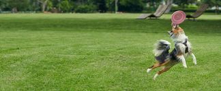 Hundefreundlich & robust