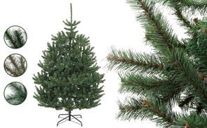 Kiefer Weihnachtsbaum