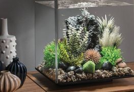 Verzauberte Unterwasserlandschaft