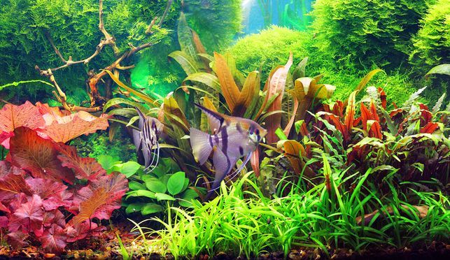 Aquarien Sets für mühelosen Unterwasserzauber