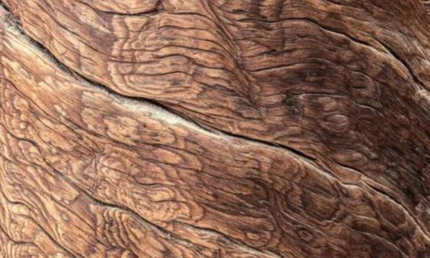 Massivholzmöbel aus Brasilien: Natürliche Eleganz