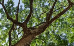 Eigene Produktion in Brasilien: Qualität mit Verantwortung