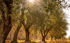 Good for you. Good for our Planet. 