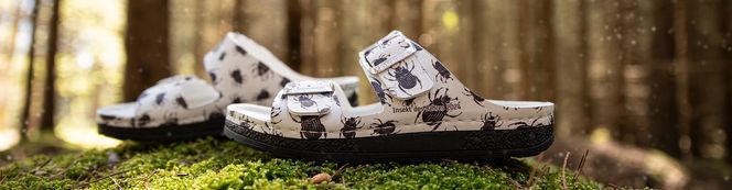 Das Insekt des Jahres 2024 