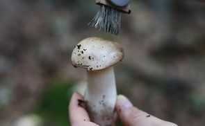 Die perfekte Wahl für Pilzsammler