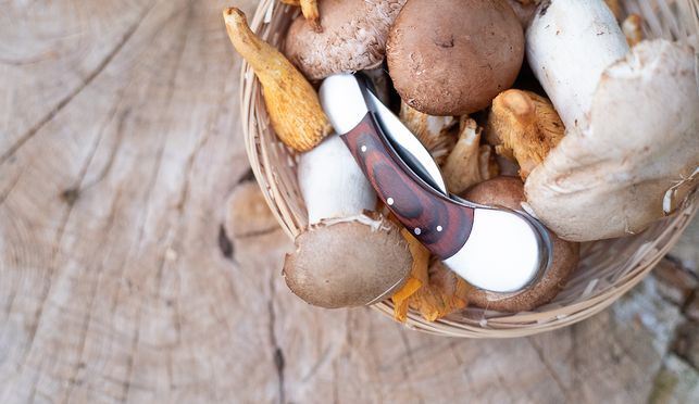 Ein absolutes Must-Have für jeden begeisterten Pilzliebhaber