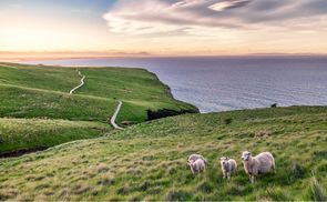 100 % Neuseeland-Wolle