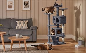 Der tägliche Lieblingsort Ihrer Katze