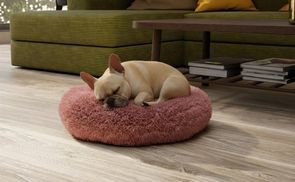 Erholsamer Platz für jeden Hund