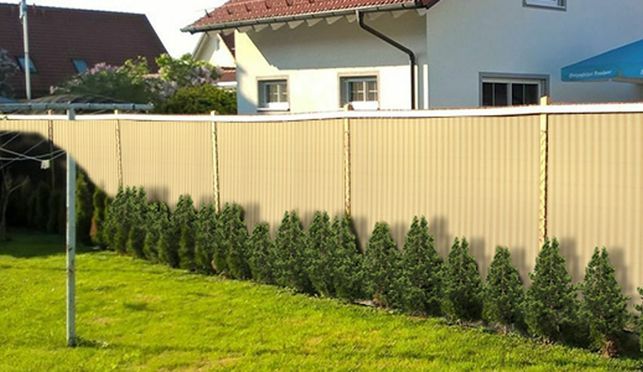 bambus fargesia sonniger standort Fargesia rufa kaufen – pflegeleichter Bambus main image 0