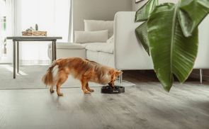 Praktische Reinigung