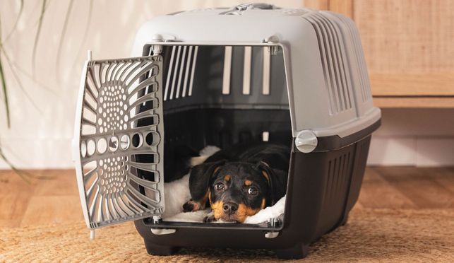 lionto Transportbox aus Kunststoff für Hunde, Katzen und Kleintiere