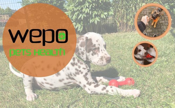 WEPO - pets health