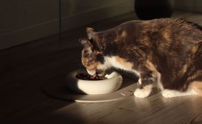 Schnurrhaar freundlich