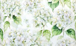 beties Landlust Hortensie weiß