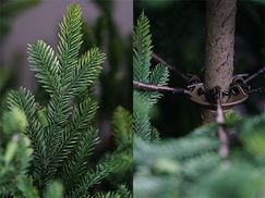 Realistische Stammoptik