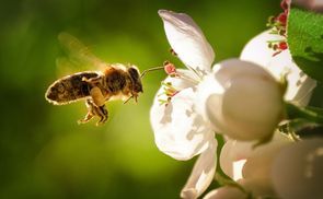 Wir lieben Bienen & Co. 