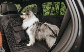 Elastischer Rückdämpfer