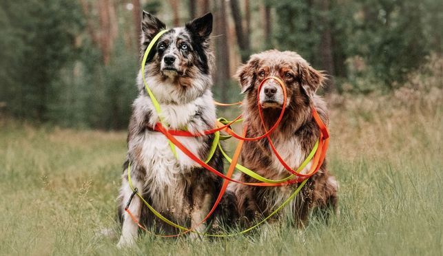Schleppleine für Freiheit & Kontrolle