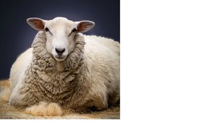 Vorteile von Schafwolle