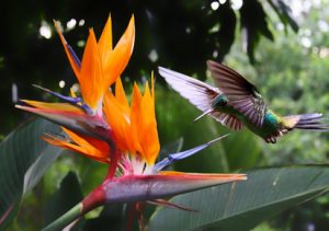 Bei extrem kurzen Belichtungszeiten von 1/2000 Sekunde oder weniger, erscheinen selbst die Flügel eines Kolibris wie "eingefroren".