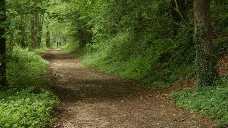 Weg Wald Grundlagen digitale Fotografie