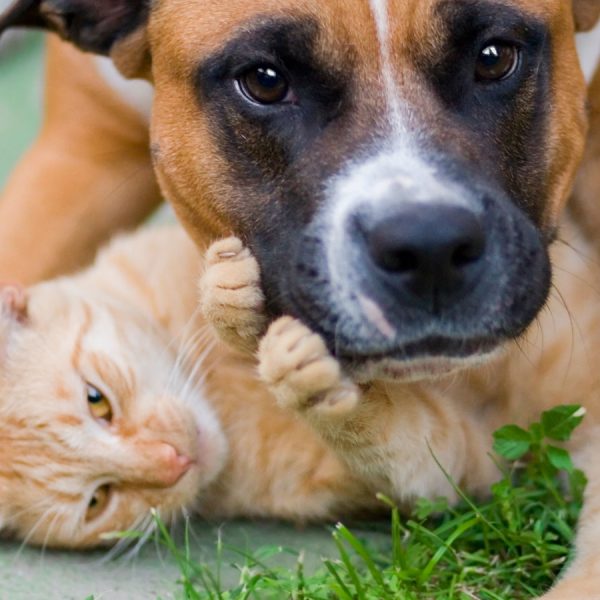Schönes Tierfoto von Hund und Katze.