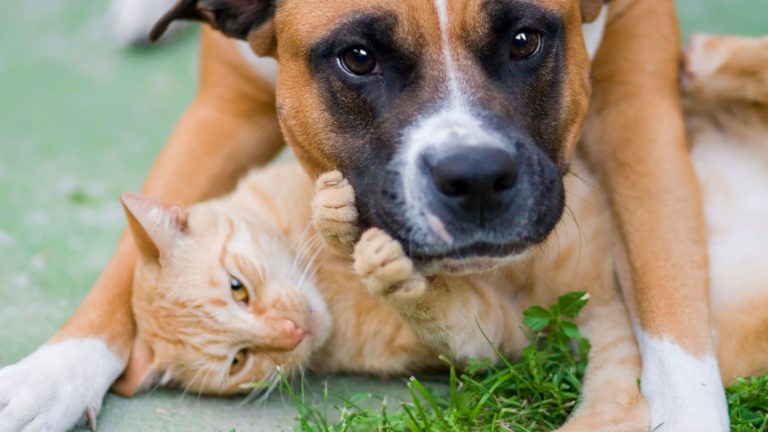 Sch&ouml;nes Tierfoto von Hund und Katze.