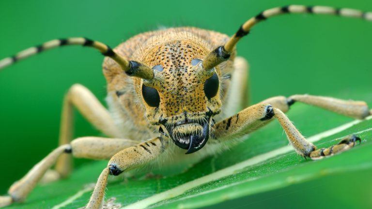 Dieser Käfer wirkt von vorne fotografiert regelrecht bedrohlich