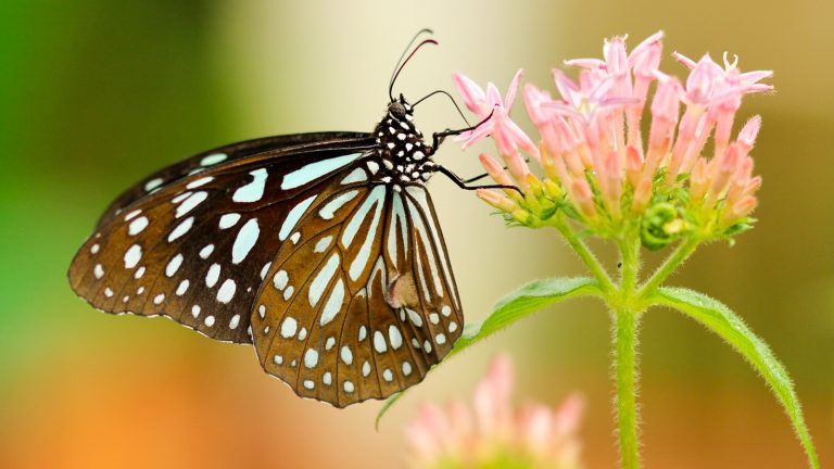 Ein Schmetterling auf einer Pflanze, fotografiert mit einer Canon EOS Rebel T3i, 100 mm Brennweite, f/2.8, 1/400 sec.