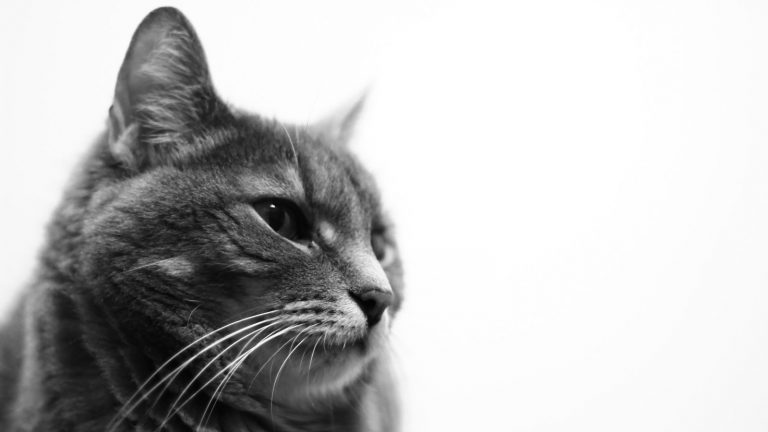 High-Key- &amp; Low-Key-Fotografie Ratgeber