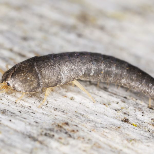 Silberfische bek&auml;mpfen und loswerden