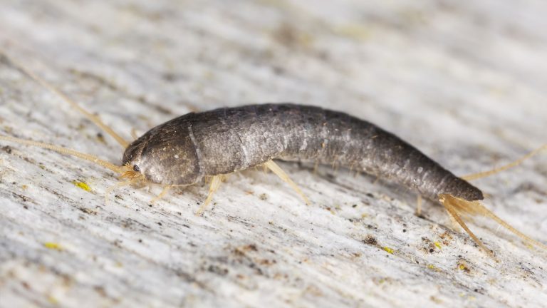 Silberfische bekämpfen und loswerden