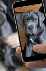 Tieraufnahme mit Smartphone