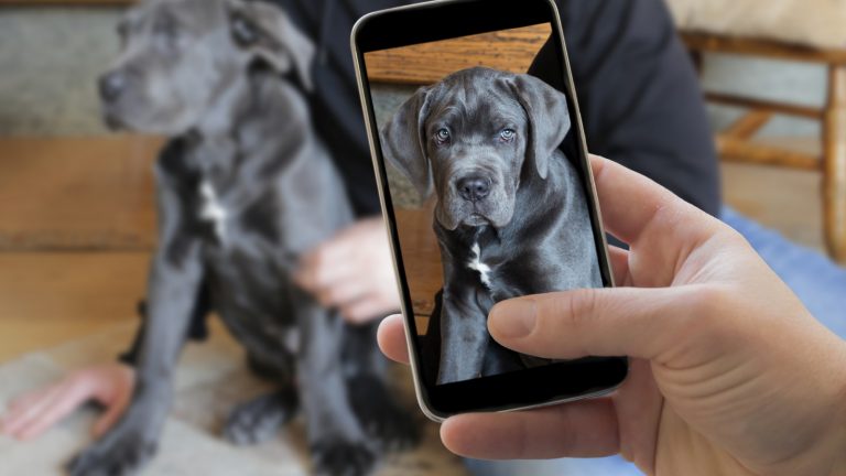 Tieraufnahme mit Smartphone