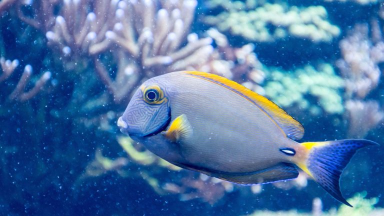 Google Pixel 3 Codenamen Fische