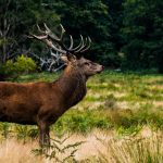Am besten Tiere mit ge&ouml;ffneten Augen fotografieren