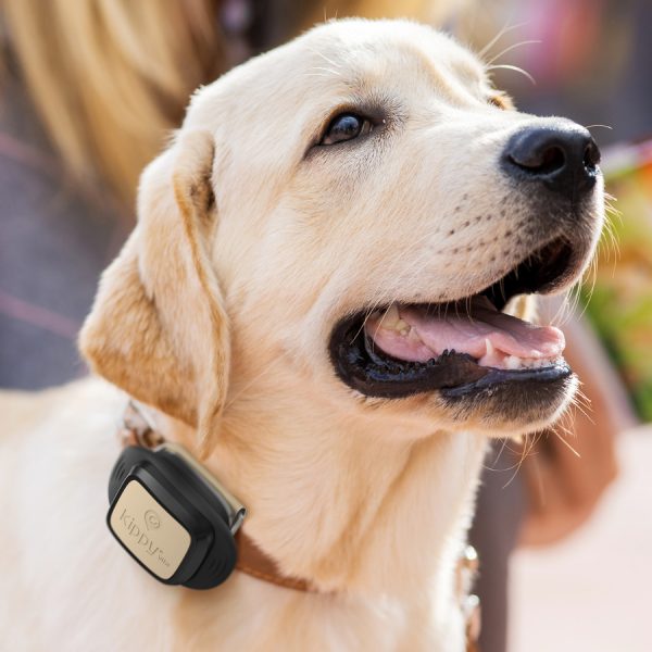 V-Pet Kippy