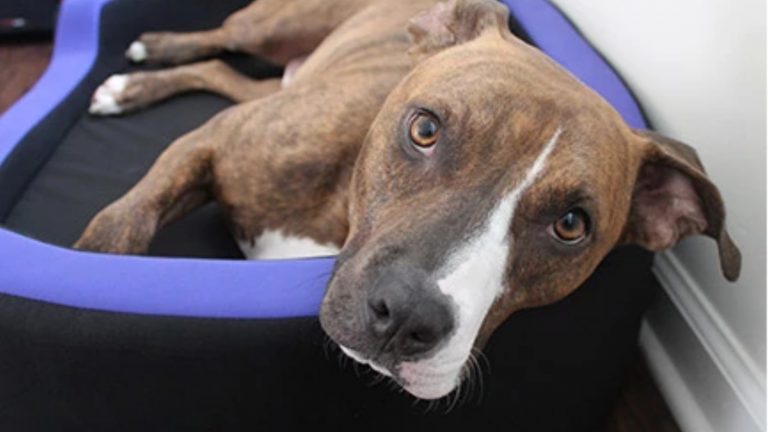 Haustiermatte Petrics