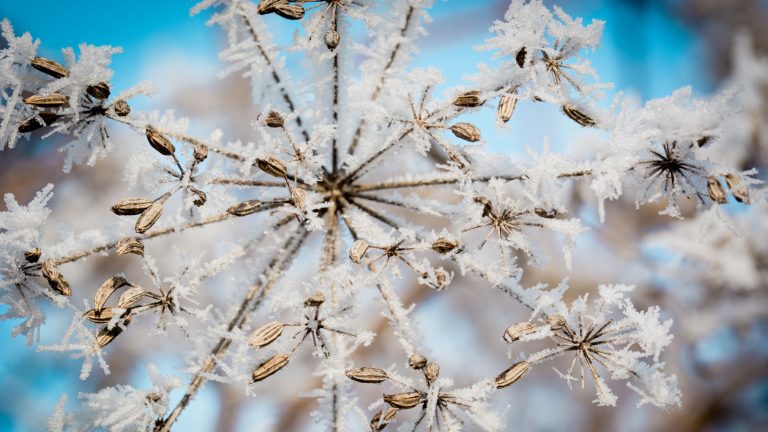 Detailaufnahmen im Schnee