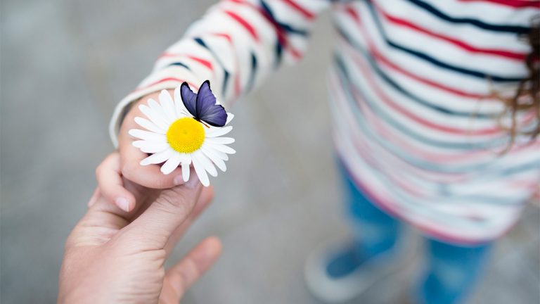 Bild mit Blume und einem freigestellten Schmetterling