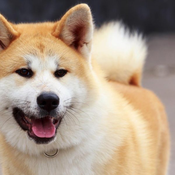 Google Street View mit Akita-Hunden
