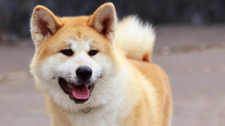 Google Street View mit Akita-Hunden