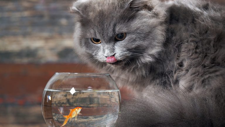 Katze sitzt vor Goldfischglas