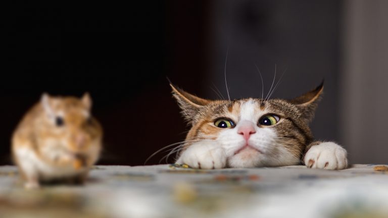 Katze jagt Maus auf dem Tisch
